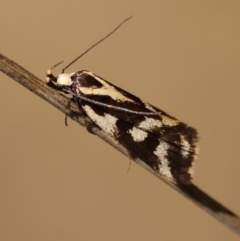 Epithymema incomposita (Chezela group) at Hughes Grassy Woodland - 27 Apr 2024 by LisaH