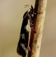 Epithymema incomposita at Red Hill to Yarralumla Creek - 27 Apr 2024 01:33 PM