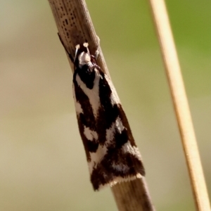 Epithymema incomposita at Red Hill to Yarralumla Creek - 27 Apr 2024