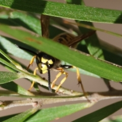 Vespula germanica (European wasp) at Hughes, ACT - 26 Apr 2024 by LisaH