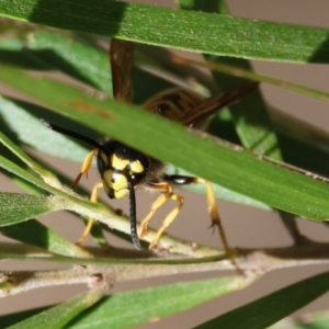 Vespula germanica at Hughes Grassy Woodland - 26 Apr 2024 02:48 PM