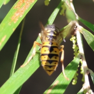 Vespula germanica at Hughes Grassy Woodland - 26 Apr 2024 02:48 PM