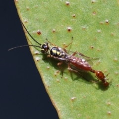 Neozeleboria cryptoides (Tiphiid Wasp) at Red Hill to Yarralumla Creek - 26 Apr 2024 by LisaH