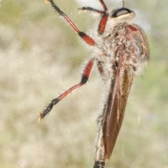 Neoaratus hercules (Herculean Robber Fly) at WendyM's farm at Freshwater Ck. - 22 Dec 2023 by WendyEM