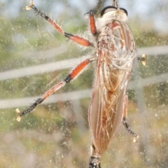 Neoaratus hercules at WendyM's farm at Freshwater Ck. - 22 Dec 2023 12:46 PM