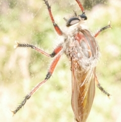 Neoaratus hercules at WendyM's farm at Freshwater Ck. - 22 Dec 2023 12:46 PM