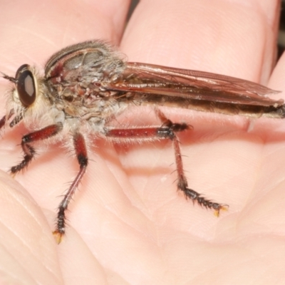 Neoaratus hercules (Herculean Robber Fly) at WendyM's farm at Freshwater Ck. - 22 Dec 2023 by WendyEM