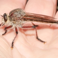 Unidentified Robber fly (Asilidae) at Freshwater Creek, VIC - 22 Dec 2023 by WendyEM