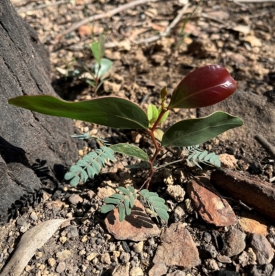 Acacia pedina (Wattle) at Cuttagee, NSW - 27 Apr 2024 by SonyaDuus