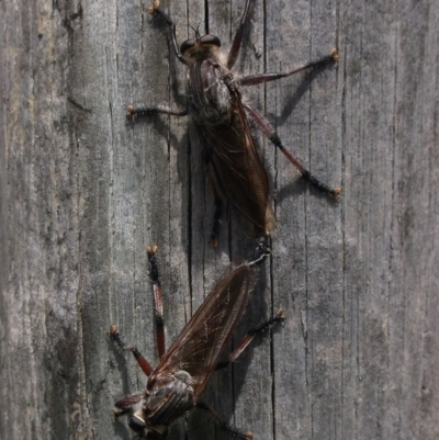 Neoaratus hercules (Herculean Robber Fly) at WendyM's farm at Freshwater Ck. - 23 Dec 2023 by WendyEM