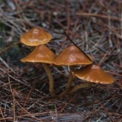 zz agaric (stem; gill colour unknown) at Wallum - 26 Mar 2024 by macmad