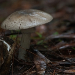 Unidentified Fungus at Brunswick Heads, NSW - 26 Mar 2024 by macmad