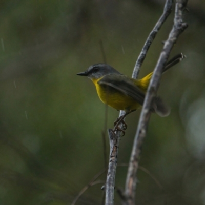 Eopsaltria australis (Eastern Yellow Robin) at Brunswick Heads, NSW - 26 Mar 2024 by macmad