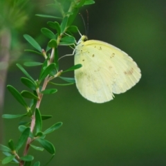 Eurema sp. (Genus) (Grass Yellow Butterflies) at Wallum - 27 Mar 2024 by macmad