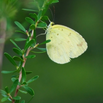 Eurema sp. (Genus) (Grass Yellow Butterflies) at Wallum - 27 Mar 2024 by macmad