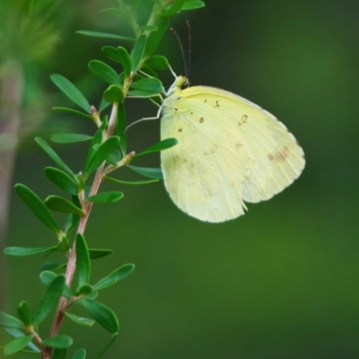 Unidentified Butterfly (Lepidoptera, Rhopalocera) at Brunswick Heads, NSW - 27 Mar 2024 by macmad