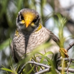 Manorina flavigula (Yellow-throated Miner) at Bourke, NSW - 5 Aug 2022 by Petesteamer