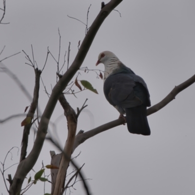 Columba leucomela (White-headed Pigeon) at Wallum - 27 Mar 2024 by macmad
