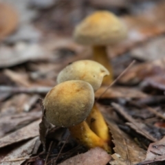 Unidentified Fungus at Brunswick Heads, NSW - 27 Mar 2024 by macmad