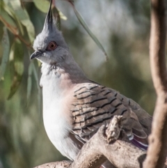 Ocyphaps lophotes (Crested Pigeon) at Bourke, NSW - 5 Aug 2022 by Petesteamer