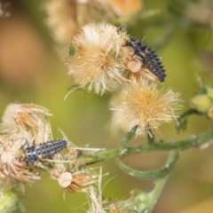 Hippodamia variegata (Spotted Amber Ladybird) at Higgins, ACT - 4 Mar 2024 by AlisonMilton