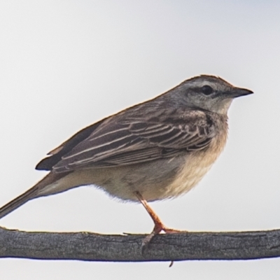 Cincloramphus mathewsi (Rufous Songlark) at Bourke, NSW - 5 Aug 2022 by Petesteamer