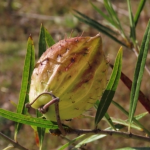 Gomphocarpus fruticosus at Urambi Hills - 27 Apr 2024