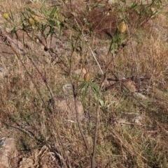 Gomphocarpus fruticosus at Urambi Hills - 27 Apr 2024