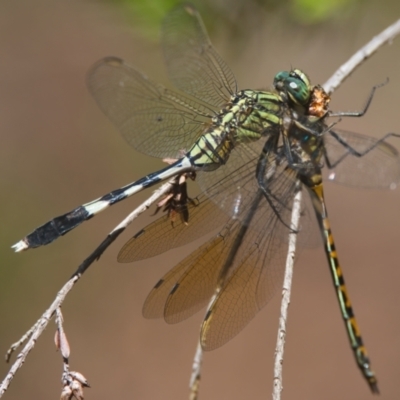 Orthetrum sabina (Slender Skimmer) at Wallum - 30 Mar 2024 by macmad