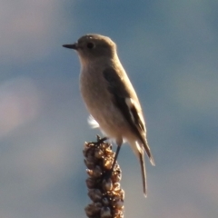 Petroica phoenicea (Flame Robin) at Urambi Hills - 27 Apr 2024 by AndyRoo