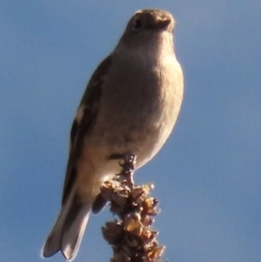 Petroica phoenicea at Urambi Hills - 27 Apr 2024