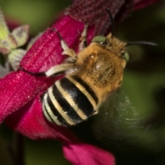 Amegilla (Zonamegilla) asserta (Blue Banded Bee) at Higgins, ACT - 26 Jan 2024 by AlisonMilton