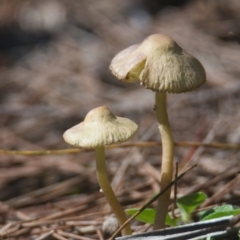 Unverified Fungus at Brunswick Heads, NSW - 30 Mar 2024 by macmad
