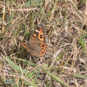 Junonia villida at Hawker, ACT - 27 Mar 2024 10:08 AM