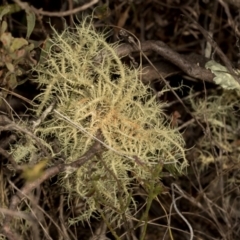 Usnea sp. (genus) (Bearded lichen) at Sutton, NSW - 19 Apr 2024 by AlisonMilton