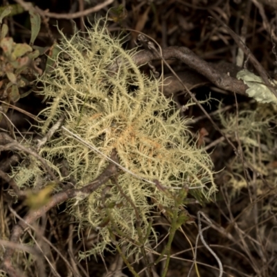 Usnea sp. (genus) (Bearded lichen) at Mulligans Flat - 19 Apr 2024 by AlisonMilton