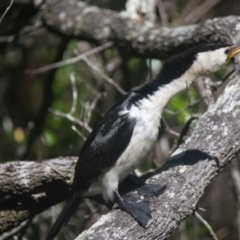 Microcarbo melanoleucos (Little Pied Cormorant) at Brunswick Heads, NSW - 30 Mar 2024 by macmad