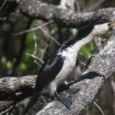 Microcarbo melanoleucos (Little Pied Cormorant) at Brunswick Heads, NSW - 30 Mar 2024 by macmad