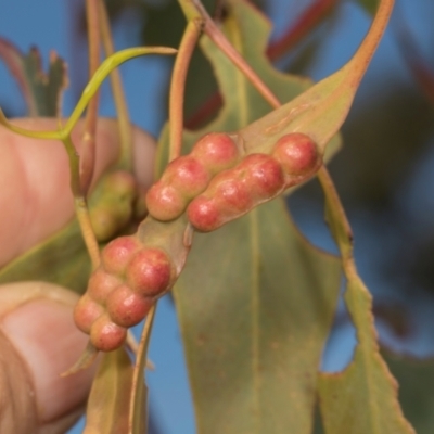Eucalyptus insect gall at Bonner, ACT - 18 Apr 2024 by AlisonMilton
