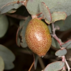 Apiomorpha sp. (genus) (A gall forming scale) at Mulligans Flat - 19 Apr 2024 by AlisonMilton