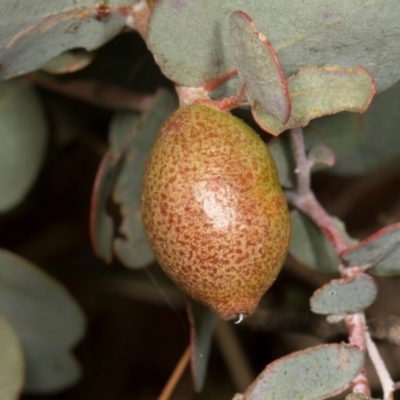 Apiomorpha sp. (genus) (A gall forming scale) at Mulligans Flat - 19 Apr 2024 by AlisonMilton