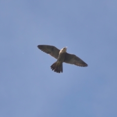 Falco peregrinus (Peregrine Falcon) at Brunswick Heads, NSW - 31 Mar 2024 by macmad