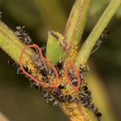 Acizzia acaciaedecurrentis (Early Green Wattle Psyllid) at Sutton, NSW - 19 Apr 2024 by AlisonMilton