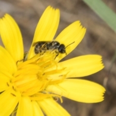Lasioglossum (Homalictus) sp. (genus & subgenus) (Furrow Bee) at Hawker, ACT - 26 Mar 2024 by AlisonMilton