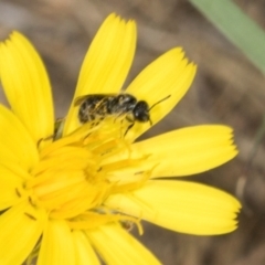 Lasioglossum (Homalictus) sp. (genus & subgenus) (Furrow Bee) at Hawker, ACT - 27 Mar 2024 by AlisonMilton