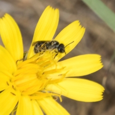 Lasioglossum (Homalictus) sp. (genus & subgenus) (Furrow Bee) at Hawker, ACT - 27 Mar 2024 by AlisonMilton