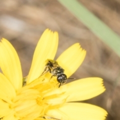 Lasioglossum (Homalictus) sp. (genus & subgenus) at Hawker, ACT - 27 Mar 2024 10:03 AM