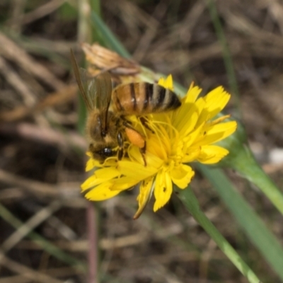 Apis mellifera (European honey bee) at Hawker, ACT - 26 Mar 2024 by AlisonMilton