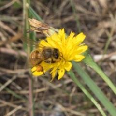 Apis mellifera at Hawker, ACT - 27 Mar 2024