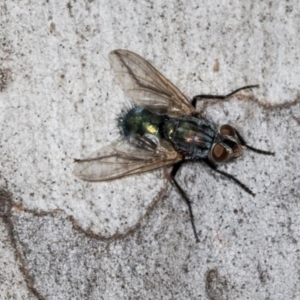 Chlorotachina sp. (genus) at Hawker, ACT - 27 Mar 2024